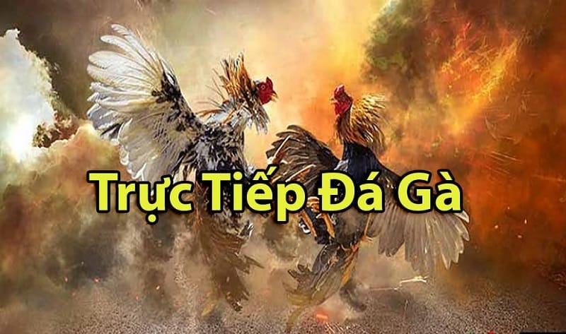 https://aber.pw/tim-hieu-ve-da-ga-thomo-campuchia/